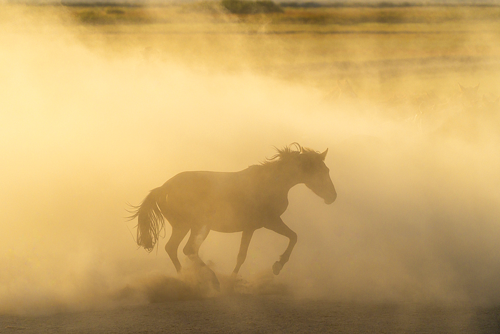 Yilki horse running in dust at sunset, Hacilar, Kayseri, Cappadocia, Anatolia, Turkey, Asia Minor, Asia