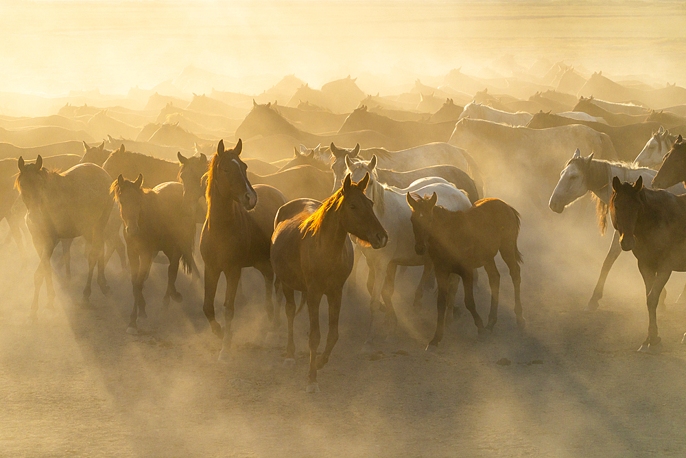 Herd of wild and semi-wild Yilki horses running in dust at sunset, Hacilar, Kayseri, Cappadocia, Anatolia, Turkey, Asia Minor, Asia