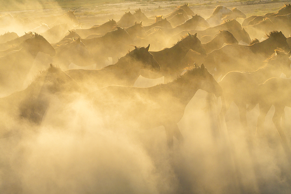 Herd of wild and semi-wild Yilki horses running in dust at sunset, Hacilar, Kayseri, Cappadocia, Anatolia, Turkey, Asia Minor, Asia