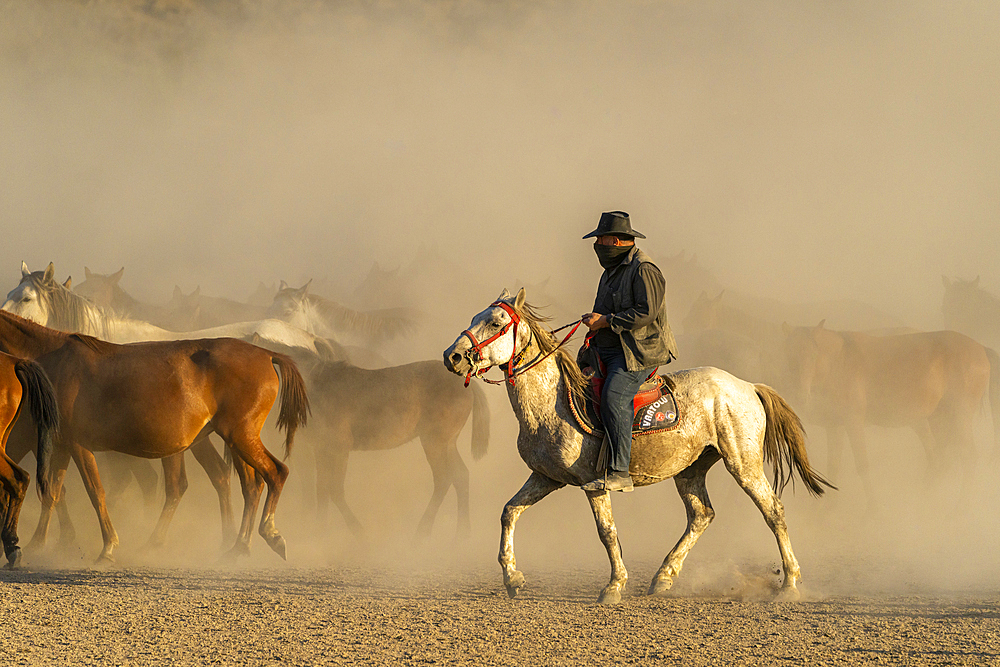 Cowboy on horse with whip herding wild and semi-wild Yilki horses at sunset, Hacilar, Kayseri, Cappadocia, Anatolia, Turkey, Asia Minor, Asia