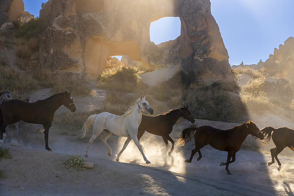 Horses running with rock formations in background, Goreme, Cappadocia, Anatolia, Turkey, Asia Minor, Asia