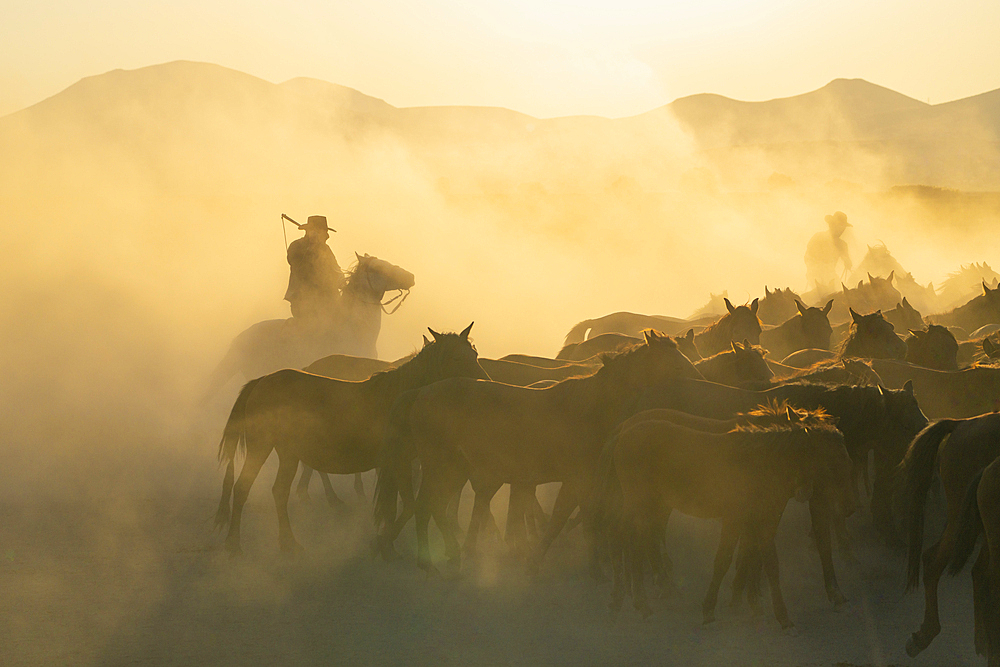 Cowboy on horse with whip herding wild and semi-wild Yilki horses at sunset, Hacilar, Kayseri, Cappadocia, Anatolia, Turkey, Asia Minor, Asia