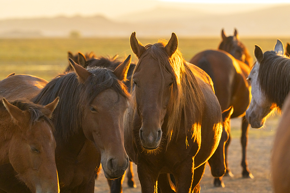 Herd of wild and semi-wild Yilki horses at sunset, Hacilar, Kayseri, Cappadocia, Anatolia, Turkey, Asia Minor, Asia