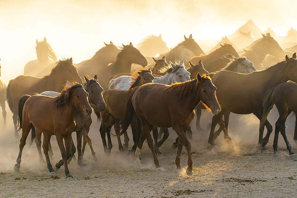 Herd of wild and semi-wild Yilki horses running in dust at sunset, Hacilar, Kayseri, Cappadocia, Turkey