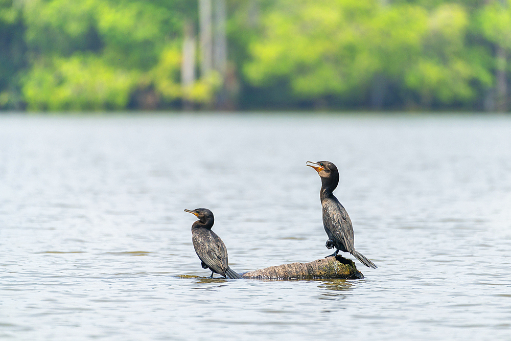 Neotropic cormorant (Phalacrocorax brasilianus) (Phalacrocorax olivaceus) (Nannopterum brasilianum), Lake Sandoval, Tambopata National Reserve, Peru, South America