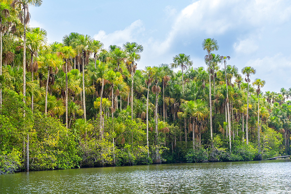 Lake Sandoval and Aguaje palms, Tambopata National Reserve, Puerto Maldonado, Madre de Dios, Peru