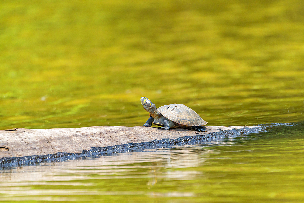 Yellow-spotted river turtle (Podocnemis unifilis), Lake Sandoval, Tambopata National Reserve near Puerto Maldonado, Peru