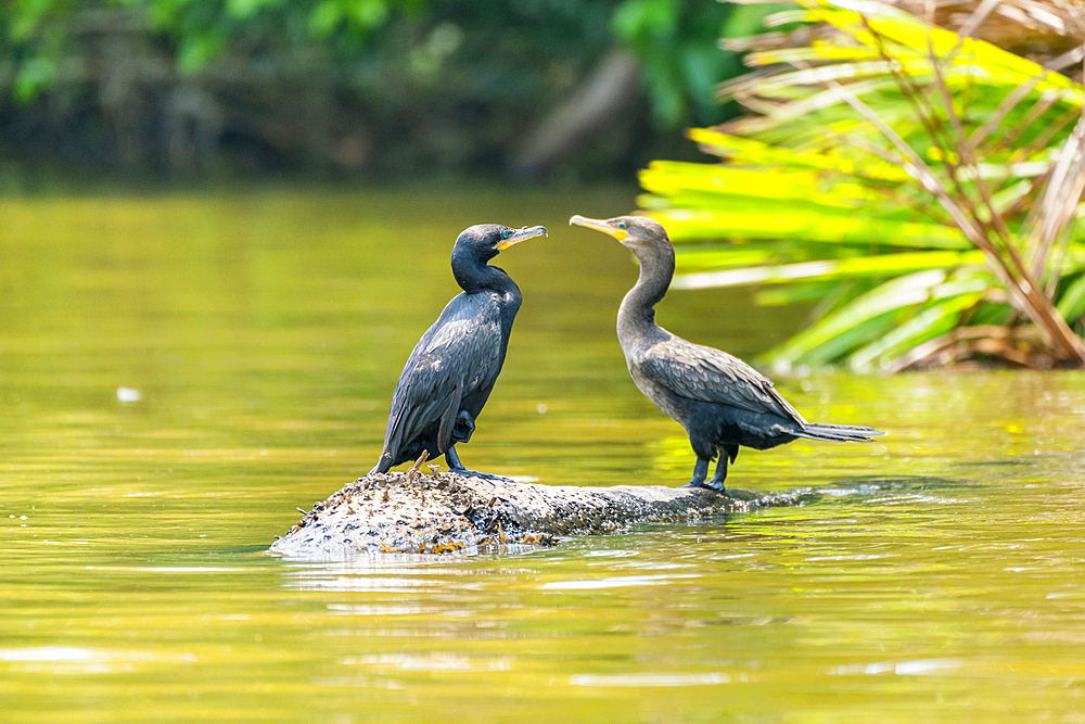 Neotropic cormorant (Phalacrocorax brasilianus) (Phalacrocorax olivaceus) (Nannopterum brasilianum), Lake Sandoval, Tambopata National Reserve, Peru, South America