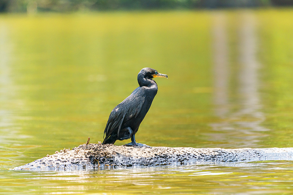 Neotropic cormorant (Phalacrocorax brasilianus) (Phalacrocorax olivaceus) (Nannopterum brasilianum), Lake Sandoval, Tambopata National Reserve, Peru, South America