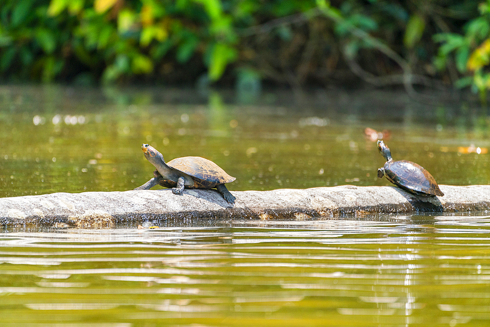 Yellow-spotted river turtles (Podocnemis unifilis), Lake Sandoval, Tambopata National Reserve near Puerto Maldonado, Peru, South America