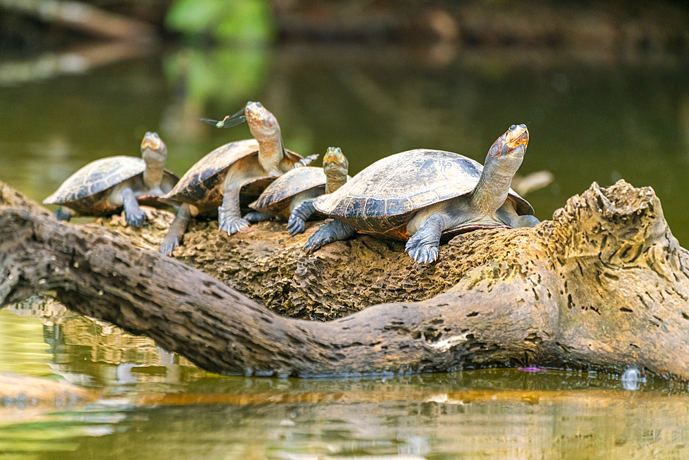 Yellow-spotted river turtles (Podocnemis unifilis), Lake Sandoval, Tambopata National Reserve near Puerto Maldonado, Peru