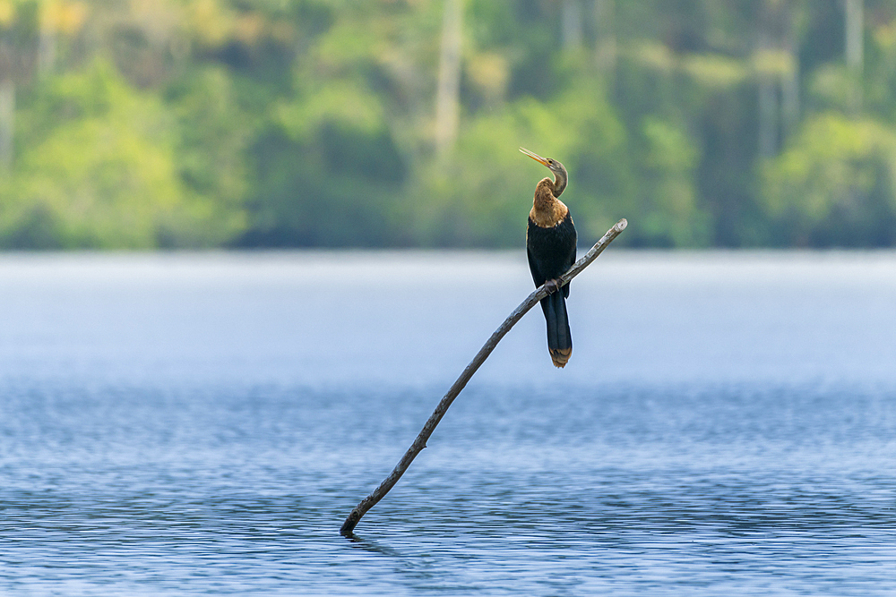 Anhinga (Anhinga anhinga) perching on branch on Lake Sandoval, Tambopata National Reserve, Peru, South America