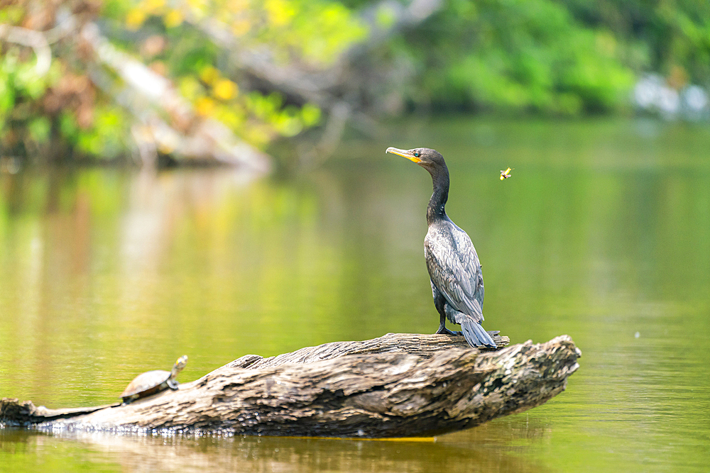 Neotropic cormorant (Phalacrocorax brasilianus, Phalacrocorax olivaceus, Nannopterum brasilianum), Lake Sandoval, Tambopata National Reserve, Peru