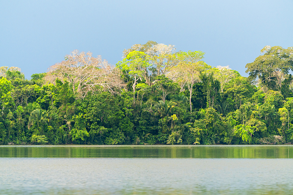 Lake Sandoval, Tambopata National Reserve, Puerto Maldonado, Madre de Dios, Peru, South America