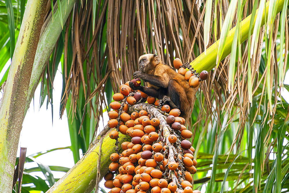 Brown capuchin monkey (Cebus apella, Sapajus apella) on tree eating palm seeds, Lake Sandoval, Tambopata National Reserve, Peru