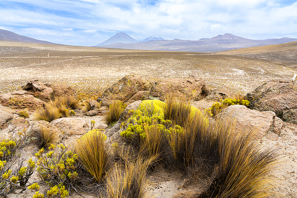 Turfs of grass and El Misti and Chachani volcanoes, Salinas y Aguada Blanca National Reserve, Arequipa Region, Peru