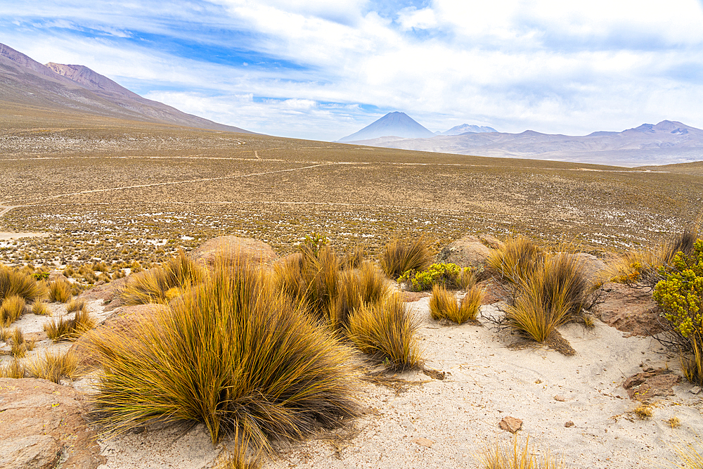 Turfs of grass and El Misti and Chachani volcanoes, Salinas y Aguada Blanca National Reserve, Arequipa Region, Peru