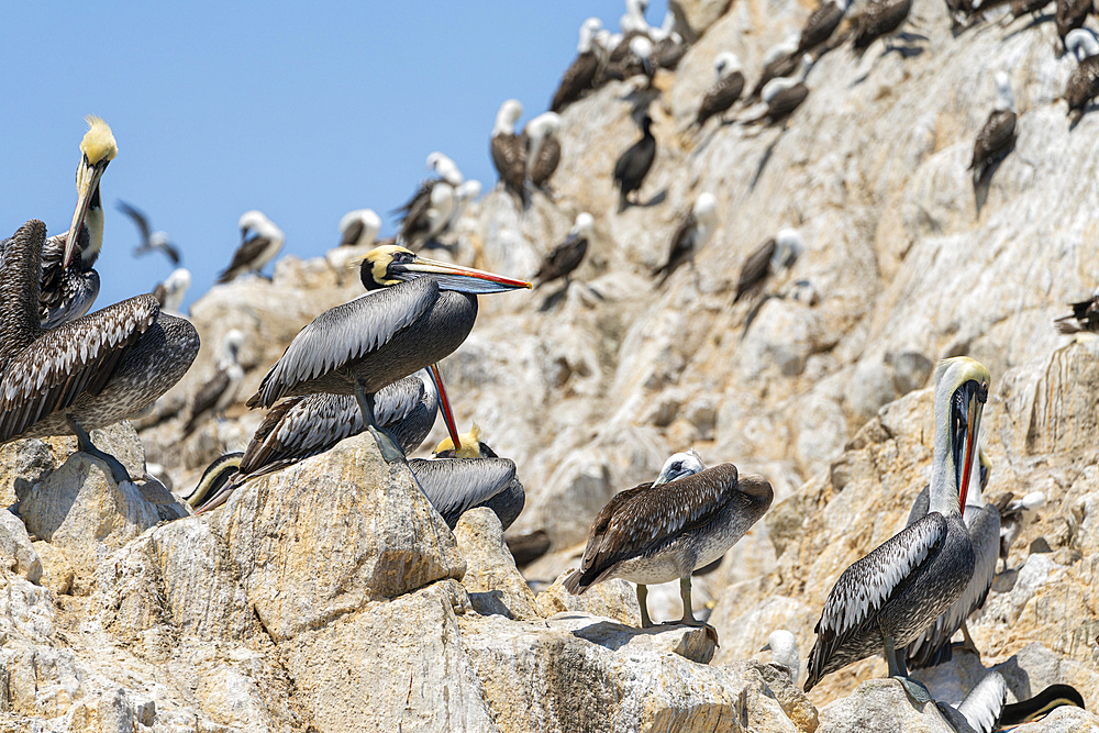 Colony of Peruvian Pelicans (Pelecanus thagus), Ballestas Islands, Paracas, Peru, South America