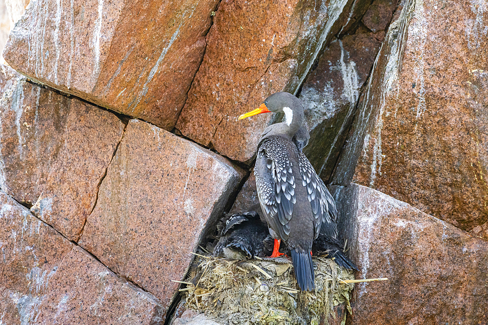 Nesting Red-legged Cormorant (Poikilocarbo gaimardi) with chicks, Ballestas Islands, Paracas, Peru, South America