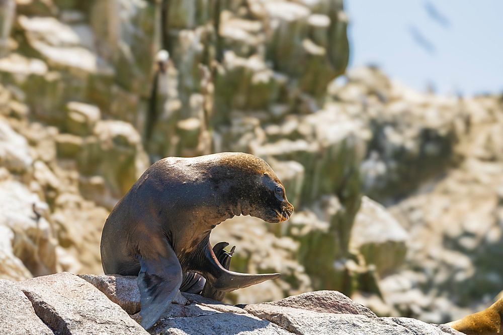 South American Sea Lion (Otaria byronia), Ballestas Islands, Paracas, Peru, South America