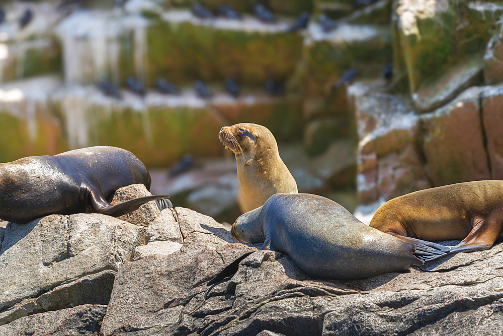 South American Sea Lions (Otaria byronia), Ballestas Islands, Paracas, Peru, South America