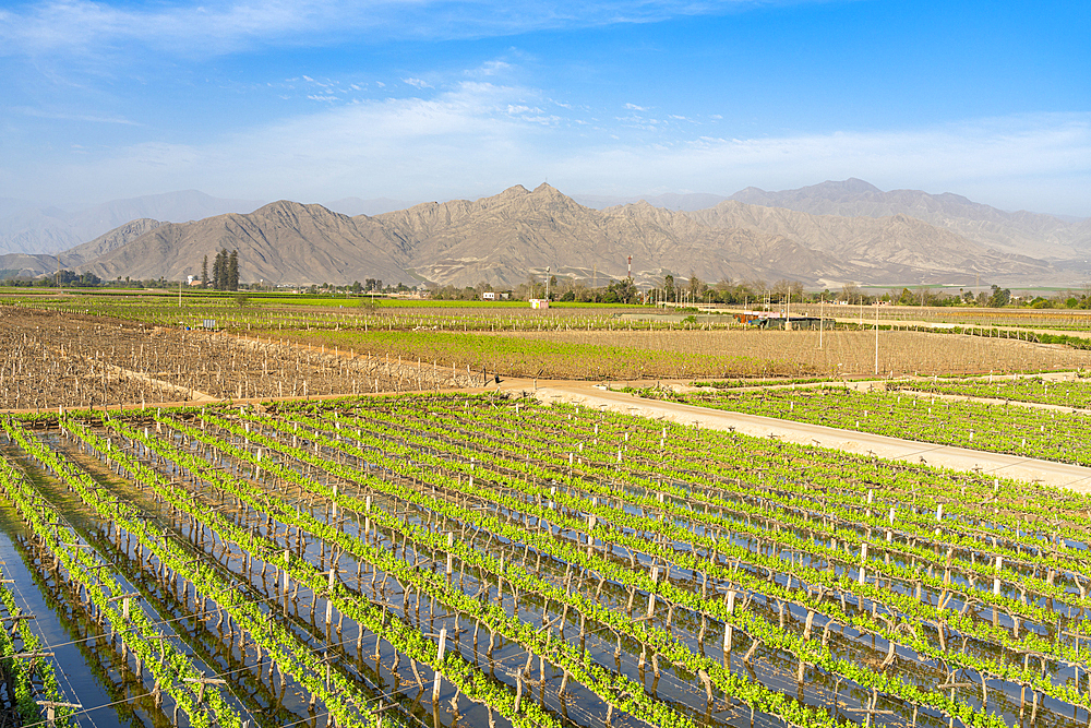 Vineyards with mountains in background, Tacama Winery, Ica, Peru