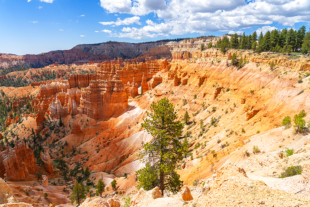 Scenic view of hoodoos and rock formations, Rim Trail, Bryce Canyon National Park, Utah, United States of America, North America