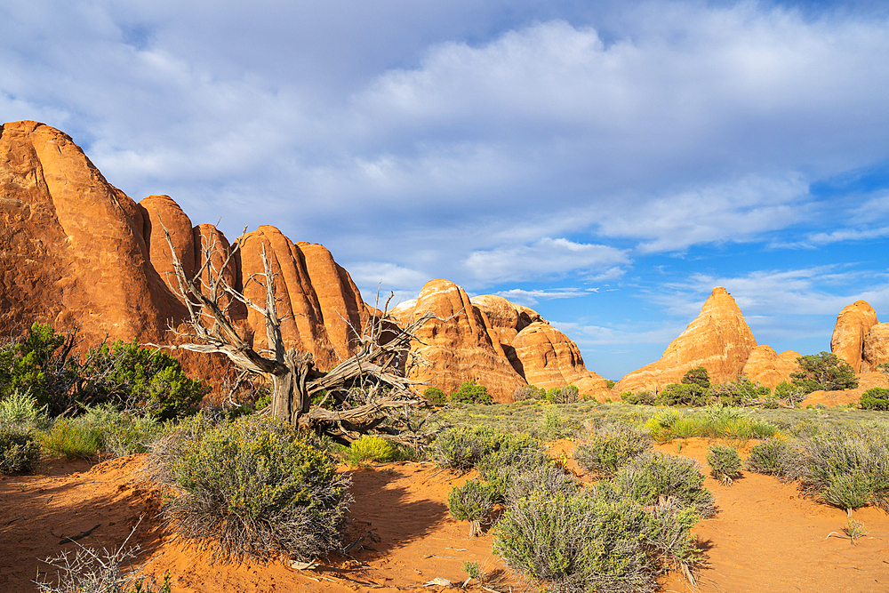 Barren tree and rock formations near Skyline Arch, Arches National Park, Moab, Utah, USA