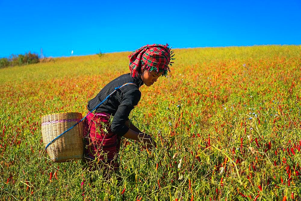 Burmese woman collecting chili peppers near Kalaw, Myanmar