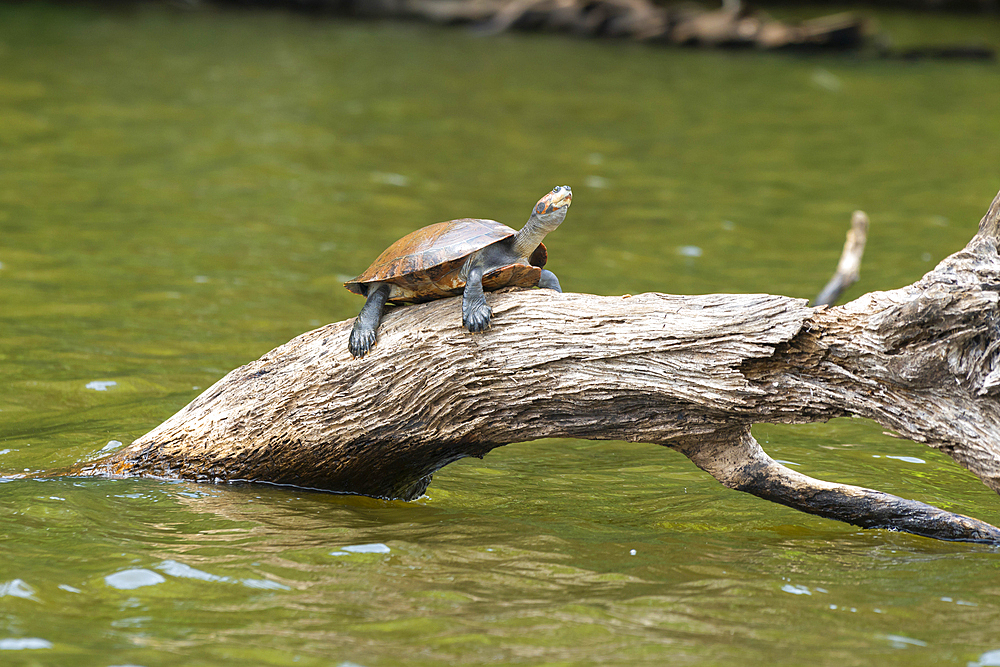 Yellow-spotted Amazon river turtle (Podocnemis unifilis), Lake Sandoval, Tambopata National Reserve, Puerto Maldonado, Madre de Dios, Peru, South America