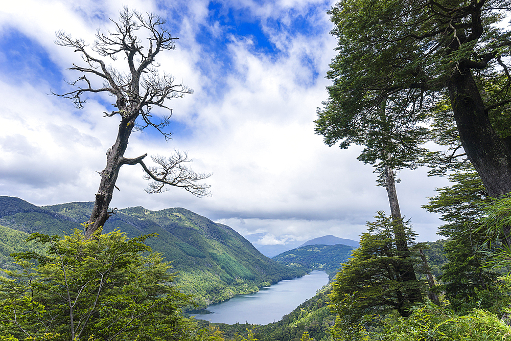 Tree and Tinquilco lake, Huerquehue National Park, Pucon, Chile, South America