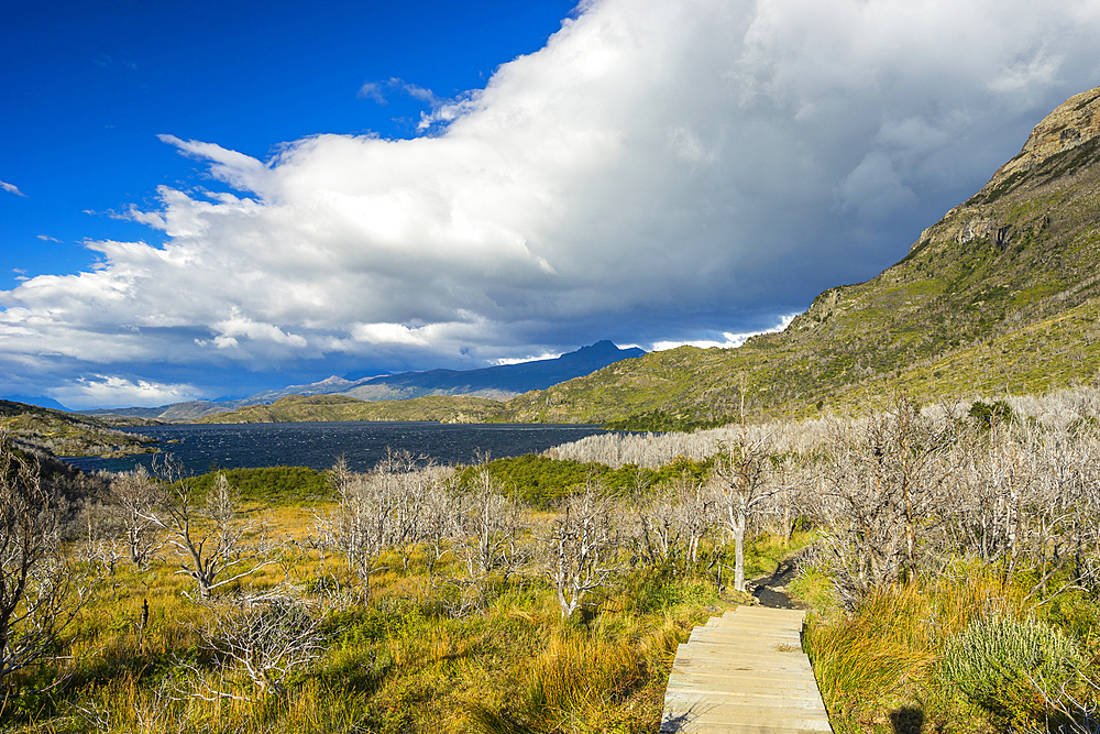 Wooden boardwalk leading to area of barren trees affected by fire, near Refugio Paine Grande, Torres del Paine National Park, Patagonia, Chile, South America