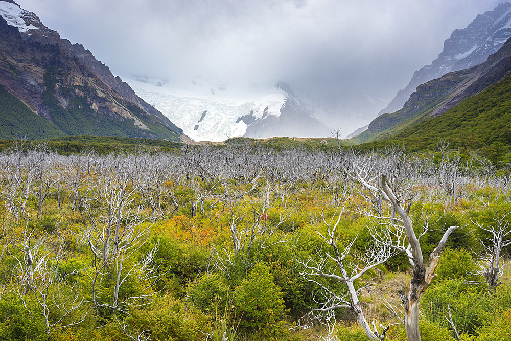 Barren trees in valley leading to Laguna Torre, Los Glaciares National Park, UNESCO World Heritage Site, El Chalten, Argentina, South America