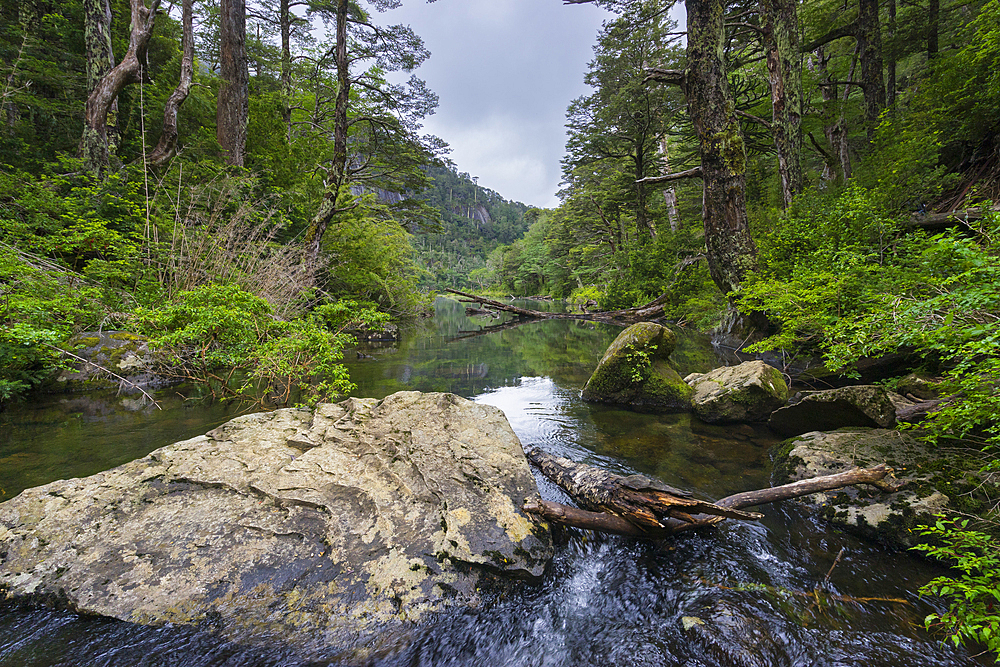 Stream running through forest, Huerquehue National Park, Pucon, Chile, South America