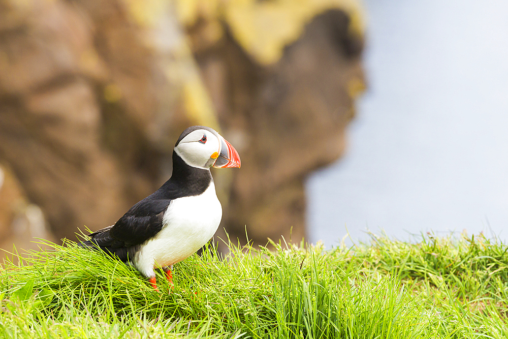 Puffin, Borgarfjardarhhofn, Borgarfjordur, Eastern Iceland, Iceland, Polar Regions