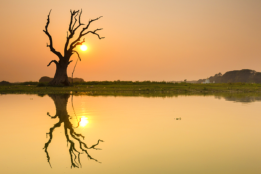 Tree reflecting in Taung Tha Man Lake near U-Bein bridge at sunset, Amarapura, Mandalay, Myanmar (Burma), Asia