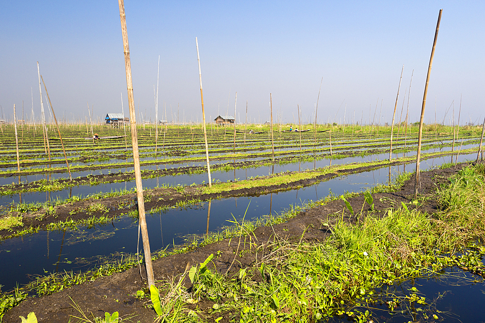 Floating gardens, Lake Inle, Shan State, Myanmar (Burma), Asia