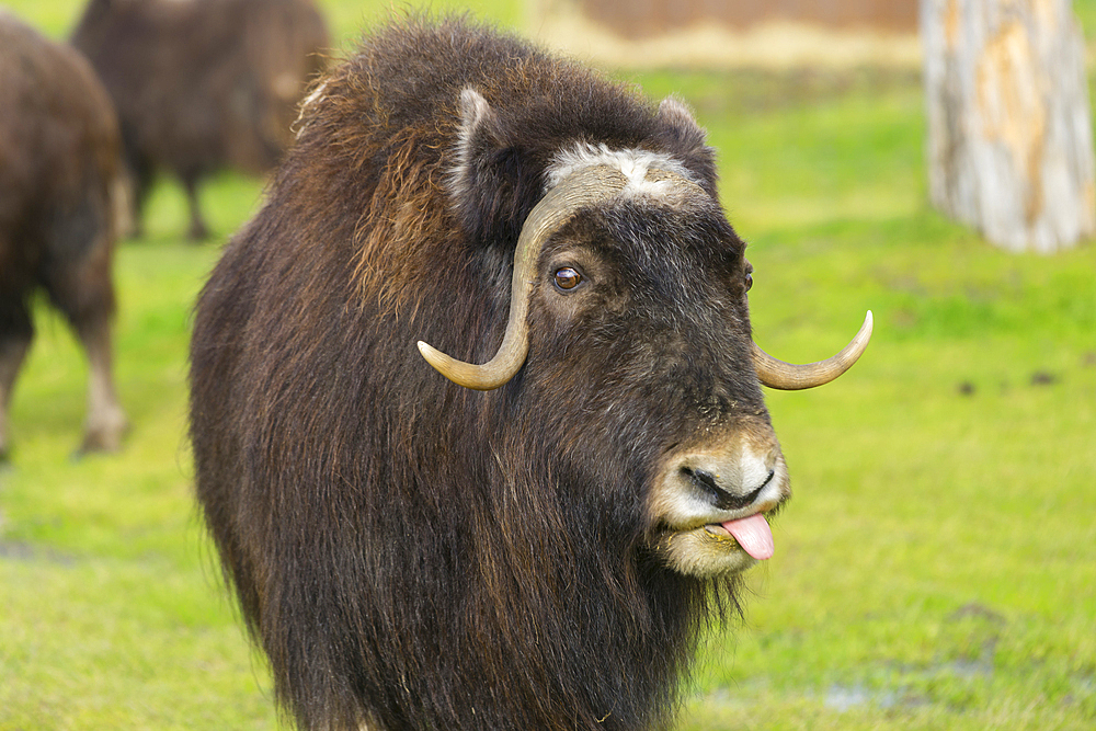 Captive muskox (Ovibos moschatus), Alaska Wildlife Conservation Center, Girlwood, Alaska, United States of America, North America