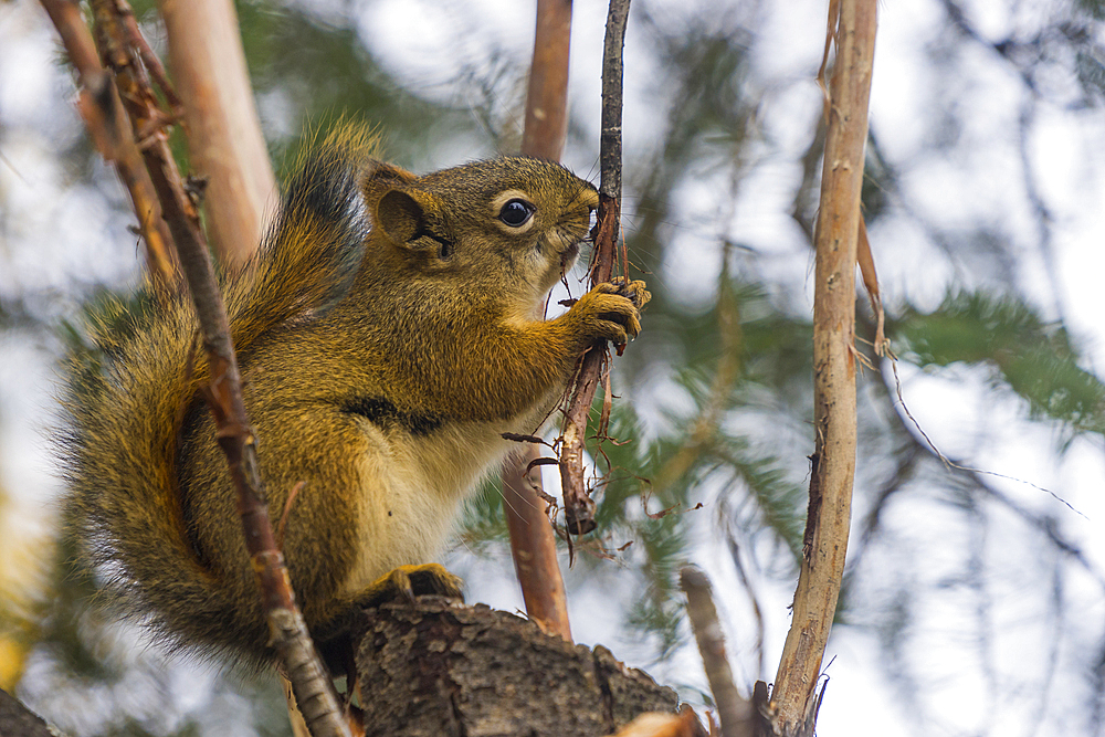 American red squirrel (Tamiasciurus hudsonicus) on tree, Tolsona, Alaska, United States of America, North America