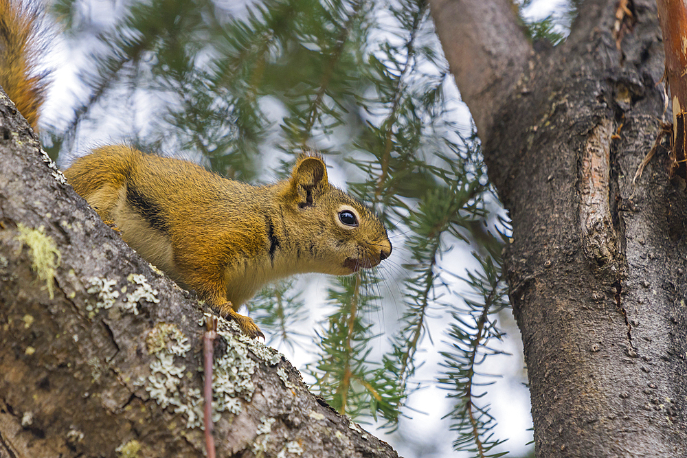 American red squirrel (Tamiasciurus hudsonicus) on tree, Tolsona, Alaska, United States of America, North America