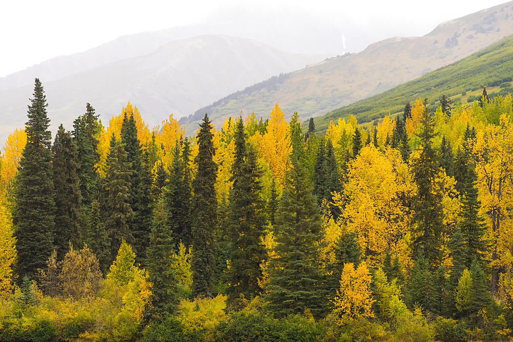 Green and yellow trees by Tern Lake, Kenai peninsula, Alaska, United States of America, North America