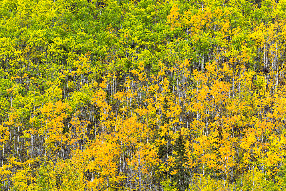 Yellow and green birch trees in autumn, near Chickaloon, Alaska, United States of America, North America