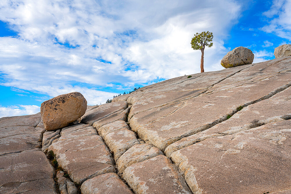 Tree and rocks, Olmsted Point, Yosemite National Park, California, USA