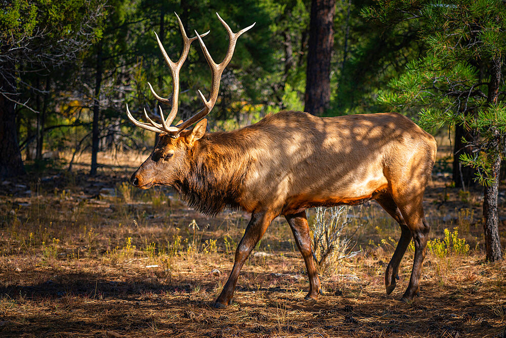 Elk, Grand Canyon National Park, Arizona, USA