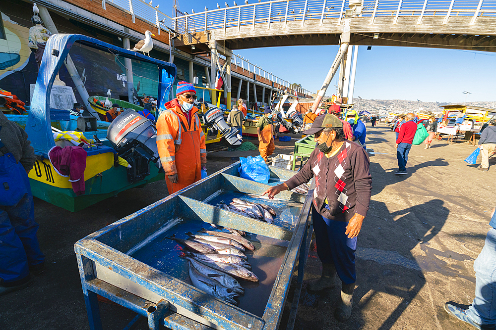 People buying fresh fish at market, Caleta Portales, Valparaiso, Valparaiso Province, Valparaiso Region, Chile, South America