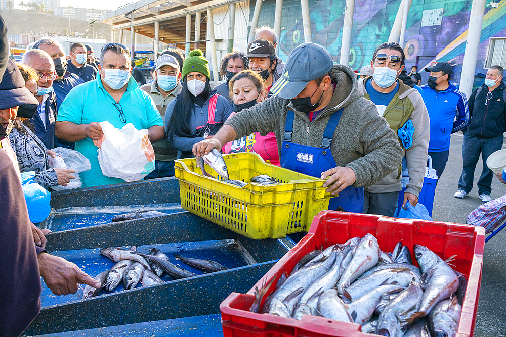 People buying fresh fish at market, Caleta Portales, Valparaiso, Valparaiso Province, Valparaiso Region, Chile, South America