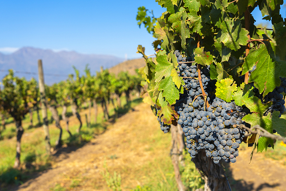 Detail of red grapes at Haras de Pirque winery, Pirque, Maipo Valley, Cordillera Province, Santiago Metropolitan Region, Chile, South America