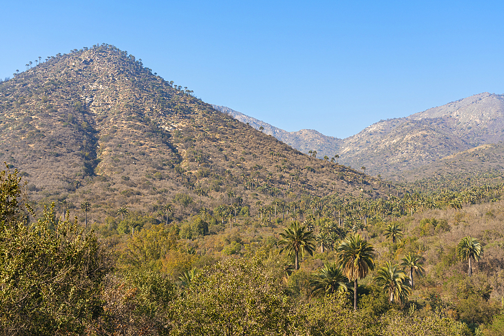 Native Chilean wine palm trees against mountain covered with palm trees, Sector Palmas de Ocoa, La Campana National Park, Cordillera De La Costa, Quillota Province, Valparaiso Region, Chile, South America