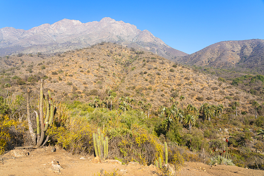 Cactuses and Chilean palm trees against Cerro La Campana at Sector Palmas de Ocoa, La Campana National Park, Cordillera De La Costa, Quillota Province, Valparaiso Region, Chile, South America