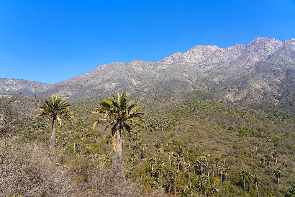 Chilean palm trees against Cerro La Campana at Sector Palmas de Ocoa, La Campana National Park, Cordillera De La Costa, Quillota Province, Valparaiso Region, Chile, South America